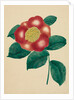 Chinese Flower by Mary Altha Nims