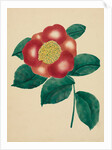 Chinese Flower by Mary Altha Nims