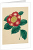 Chinese Flower by Mary Altha Nims