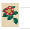 Chinese Flower by Mary Altha Nims