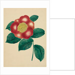 Chinese Flower by Mary Altha Nims
