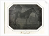 Cleveland, c. 1842-1843 by Louis-Auguste Bisson