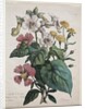 Cours dHistoire Naturelle, contenant les principales espèces du règne animal…, 1825 by Godefroy Engelmann