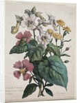 Cours dHistoire Naturelle, contenant les principales espèces du règne animal…, 1825 by Godefroy Engelmann