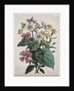 Cours dHistoire Naturelle, contenant les principales espèces du règne animal…, 1825 by Godefroy Engelmann