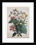 Cours dHistoire Naturelle, contenant les principales espèces du règne animal…, 1825 by Godefroy Engelmann
