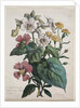Cours dHistoire Naturelle, contenant les principales espèces du règne animal…, 1825 by Godefroy Engelmann