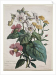 Cours dHistoire Naturelle, contenant les principales espèces du règne animal…, 1825 by Godefroy Engelmann