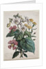 Cours dHistoire Naturelle, contenant les principales espèces du règne animal…, 1825 by Godefroy Engelmann