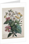 Cours dHistoire Naturelle, contenant les principales espèces du règne animal…, 1825 by Godefroy Engelmann
