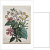 Cours dHistoire Naturelle, contenant les principales espèces du règne animal…, 1825 by Godefroy Engelmann