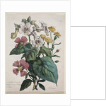 Cours dHistoire Naturelle, contenant les principales espèces du règne animal…, 1825 by Godefroy Engelmann