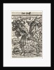Dance of Death: The Earl, c. 1526 by Hans Holbein