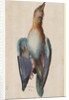 Dead Blue Roller, 1583 by Hans Hoffmann