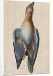 Dead Blue Roller, 1583 by Hans Hoffmann