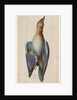 Dead Blue Roller, 1583 by Hans Hoffmann