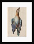 Dead Blue Roller, 1583 by Hans Hoffmann