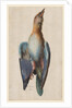 Dead Blue Roller, 1583 by Hans Hoffmann