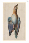 Dead Blue Roller, 1583 by Hans Hoffmann
