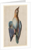 Dead Blue Roller, 1583 by Hans Hoffmann