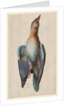 Dead Blue Roller, 1583 by Hans Hoffmann