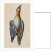 Dead Blue Roller, 1583 by Hans Hoffmann
