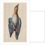 Dead Blue Roller, 1583 by Hans Hoffmann