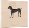 Dog, 1800s by Unknown