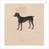 Dog, 1800s by Unknown
