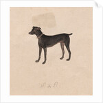 Dog, 1800s by Unknown