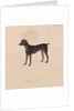 Dog, 1800s by Unknown