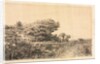 Edge of Marsh at Couronne, 1863 by Félix Ziem