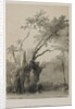 Egypt and Nubia, Volume III: The Holy Tree of Metereah, 1849 by Louis Haghe
