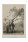 Egypt and Nubia, Volume III: The Holy Tree of Metereah, 1849 by Louis Haghe