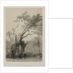 Egypt and Nubia, Volume III: The Holy Tree of Metereah, 1849 by Louis Haghe