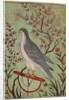 Falcon on a Perch, c. 1610 by Unknown
