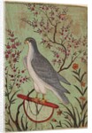 Falcon on a Perch, c. 1610 by Unknown