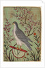 Falcon on a Perch, c. 1610 by Unknown
