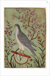 Falcon on a Perch, c. 1610 by Unknown