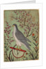 Falcon on a Perch, c. 1610 by Unknown