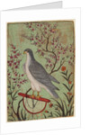 Falcon on a Perch, c. 1610 by Unknown