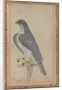 Falcon, c. 1770 by Unknown