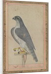 Falcon, c. 1770 by Unknown