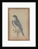 Falcon, c. 1770 by Unknown