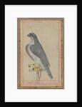 Falcon, c. 1770 by Unknown