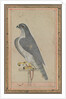 Falcon, c. 1770 by Unknown