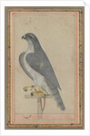 Falcon, c. 1770 by Unknown