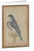 Falcon, c. 1770 by Unknown