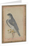 Falcon, c. 1770 by Unknown