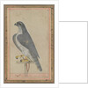 Falcon, c. 1770 by Unknown